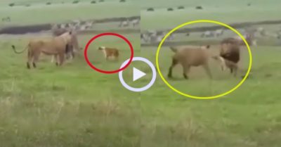Video: Chú chó không biết trời cao đất dày đi hù dọa sư tử