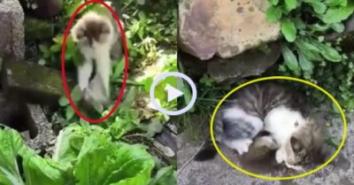 Video: Mèo con dễ dàng hạ gục chuột to lớn