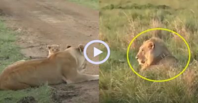 Video: Sư tử sang chấn tâm lý vì bị bạn đời dằn mặt