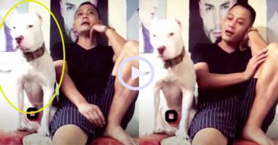 Video: Chú chó ngồi ngáp ngủ khi nghe sen hát