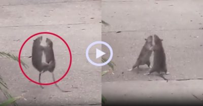 Video: Hai chú chuột so găng giữa đường