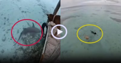 Video: Chó nhảy xuống biển đuổi cá mập
