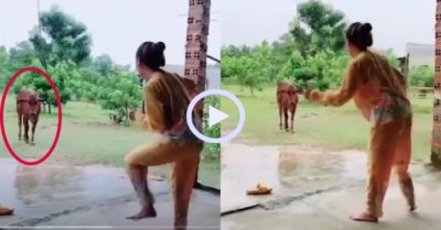 Video: Chú bò đứng hình trước điệu nhảy lầy lội của cô chủ