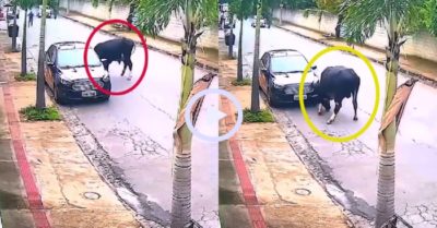 Video: Ô tô đỗ lề đường gặp họa với con bò ngứa sừng