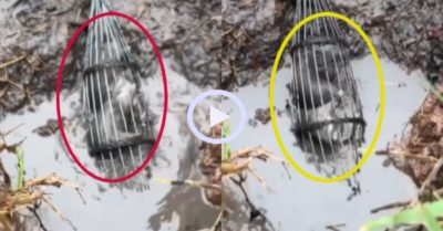 Video: Đổ nước vào hang bắt chuột cống nhum