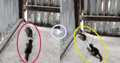 Video: Chuột cống ‘toát mồ hôi hột’ khi bị chồn kéo đuôi