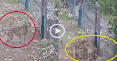 Video: Hai báo săn ẩu đá vì bị kẻ thứ ba kích động