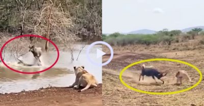 Video: Lựa chọn của linh dương khi đối mặt cá sấu và sư tử