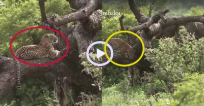 Video: Báo hoa mai vội tháo chạy vì bị voi tấn công
