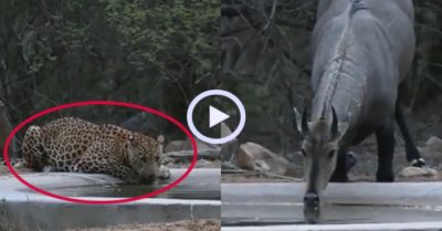 Video: Báo hoa mai bỏ chạy khi con mồi đứng dậy