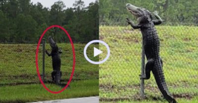 Video: Cá sấu trèo hàng rào như Ninja