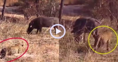 Video: Màn săn mồi ngớ ngẩn của báo hoa mai