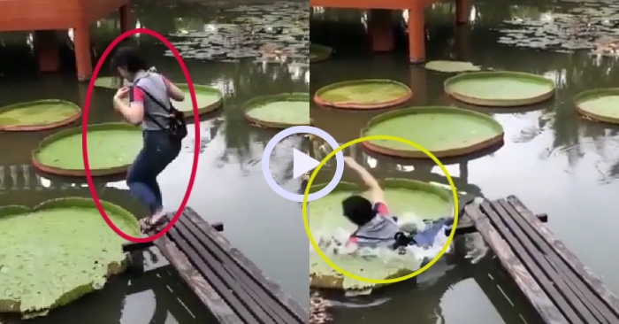 Video: Cô gái ngã xuống hồ khi muốn chụp ảnh với sen khổng lồ