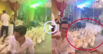 Video: Hàng trăm con vịt tràn như thác lũ trong đám cưới
