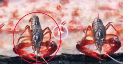 Video: Tôm hùm đất chống đẩy trên thành chảo