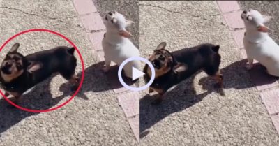 Video: Cún cưng trổ tài gáy như gà