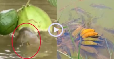 Video: Những chú cá thích ‘trèo lên cây’ ăn hoa quả