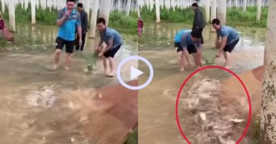Video: Quăng chài trúng mẻ cá trĩu tay
