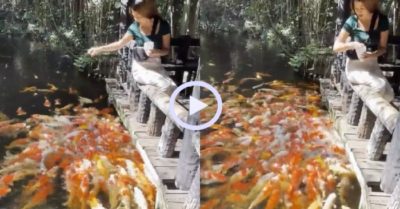Video: Cá koi bủa vây cô gái khi được cho thức ăn