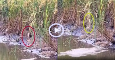 Video: Cá rô phi lên khỏi mặt nước ăn bông lúa