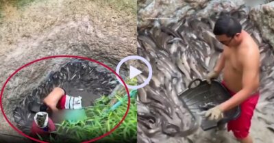 Video: Thong dong chọn hàng trăm con cá da trơn trong ‘hố đen’
