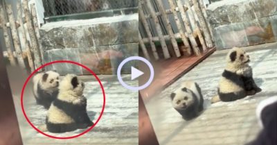 Video: Chó cưng nổi như cồn nhờ giả thành gấu trúc