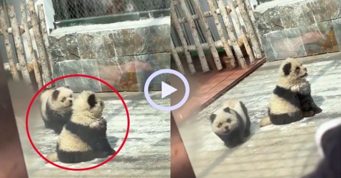 Video: Chó cưng nổi như cồn nhờ giả thành gấu trúc