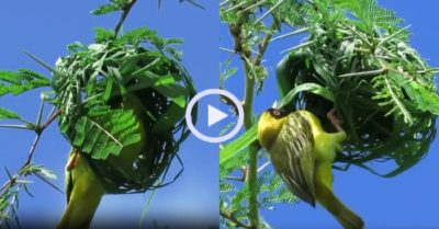 Video: Chim trống hì hục xây tổ ấm