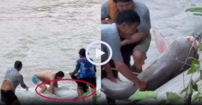 Video: Tay không bắt cá khủng ở đập thủy điện