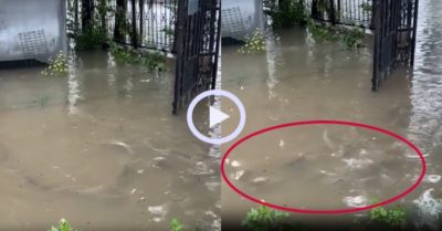 Video: Đàn cá tung tăng ‘đi chơi lễ’ trên đường ngập