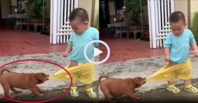 Video: Em bé đứng hình vì bị cún con tranh quần