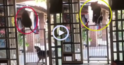 Video: Chú chó nhiệt tình dạy đồng đội cách ‘vượt ngục’
