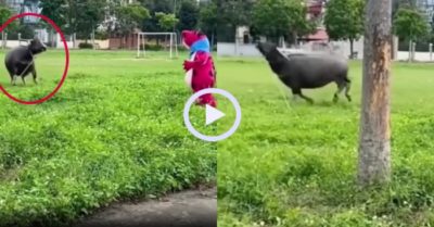 Video: Trâu chạy té khói vì gặp ‘ếch khổng lồ’