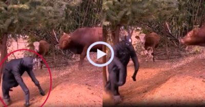 Video: Thanh niên giả trâu trêu ngươi khiến bò hoảng loạn