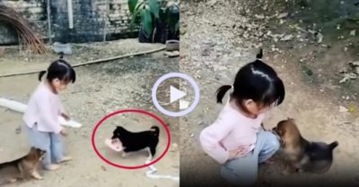 Video: Cún con ‘song kiếm hợp bích’ tranh dép cô chủ nhỏ