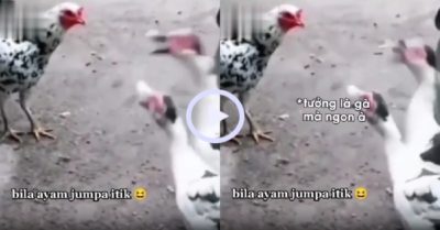 Video: Vịt ‘song kiếm hợp bích’ mắng gà xối xả