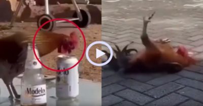 Video: Gà trống nhào lộn vì uống bia