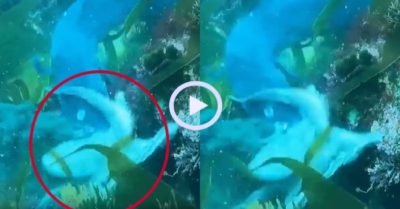 Video: Bạch tuộc hy sinh cánh tay để trốn thoát cá chình