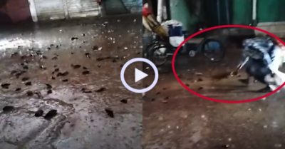 Video: Người dân dùng chổi quét cá trên phố sau mưa lớn