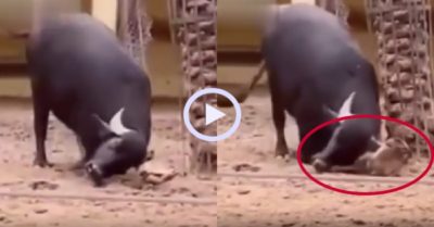 Video: Trâu mộng dùng sừng giúp rùa lật ngửa