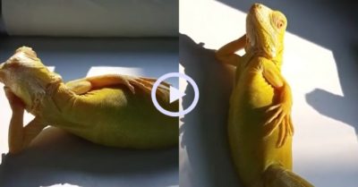 Video: Kỳ nhông nằm sưởi nắng như người mẫu