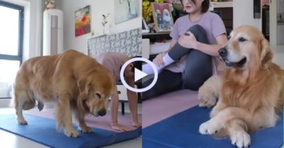 Video: Chó cưng trổ tài tập yoga cùng cô chủ