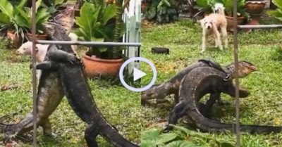Video: Kỳ đà đấu vật như võ sĩ MMA