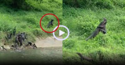 Video: Gia tộc rái cá lên bờ xem kỳ đà đấu võ