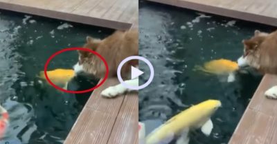 Video: Đàn cá ngoi lên cưỡng hôn cún