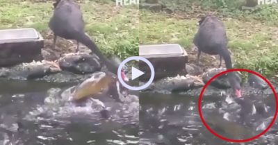 Video: Thiên nga đen mớm thức ăn cho đàn cá đói