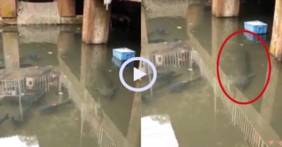 Video: Cá khổng lồ bơi lội dưới cống hoang