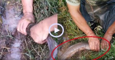 Video: Đổ bia vào hang, bắt trọn đàn cá trê ‘khủng’