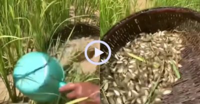 Video: Bắt hàng ngàn cá rô bí mắc cạn trên ruộng lúa