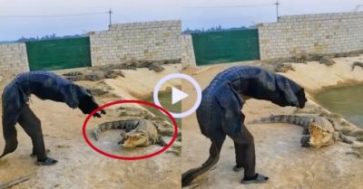 Video: Chàng trai nông nổi vào chuồng đi hù cá sấu